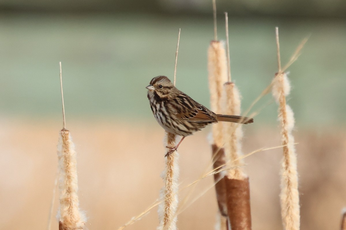 Song Sparrow - ML646761309