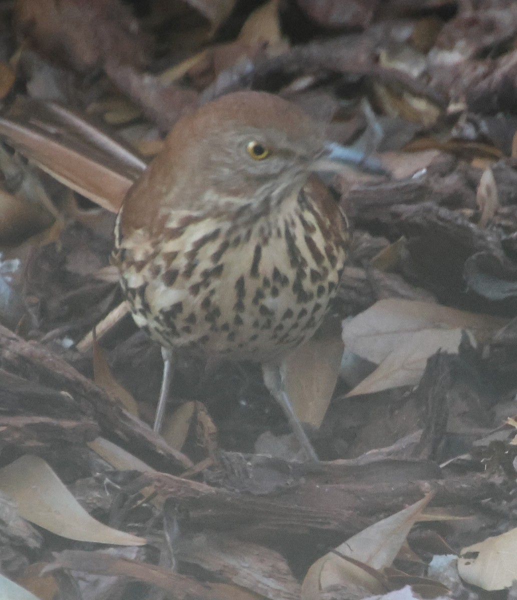 brunspottefugl - ML646761311