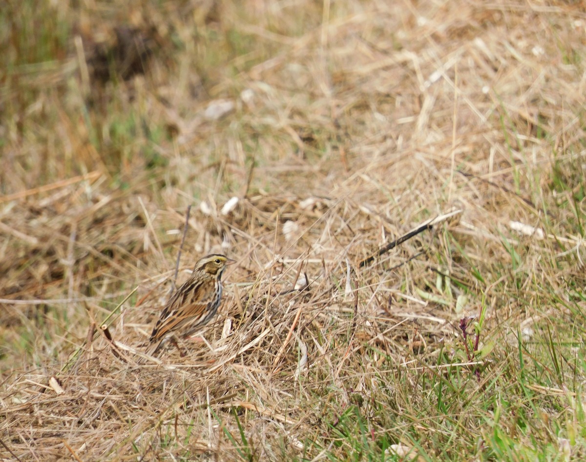 Savannah Sparrow - ML646761312