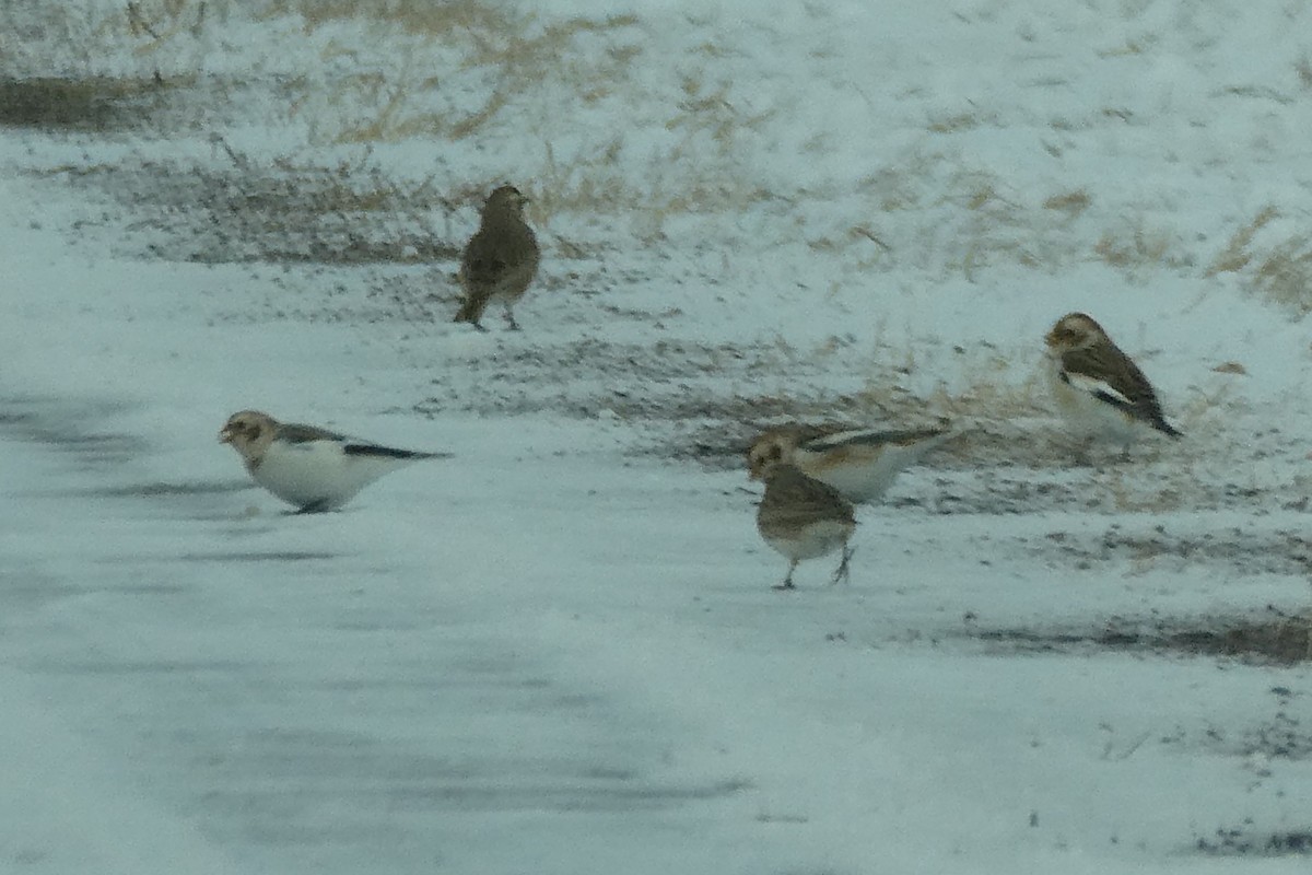 Zigolo delle nevi - ML646761314