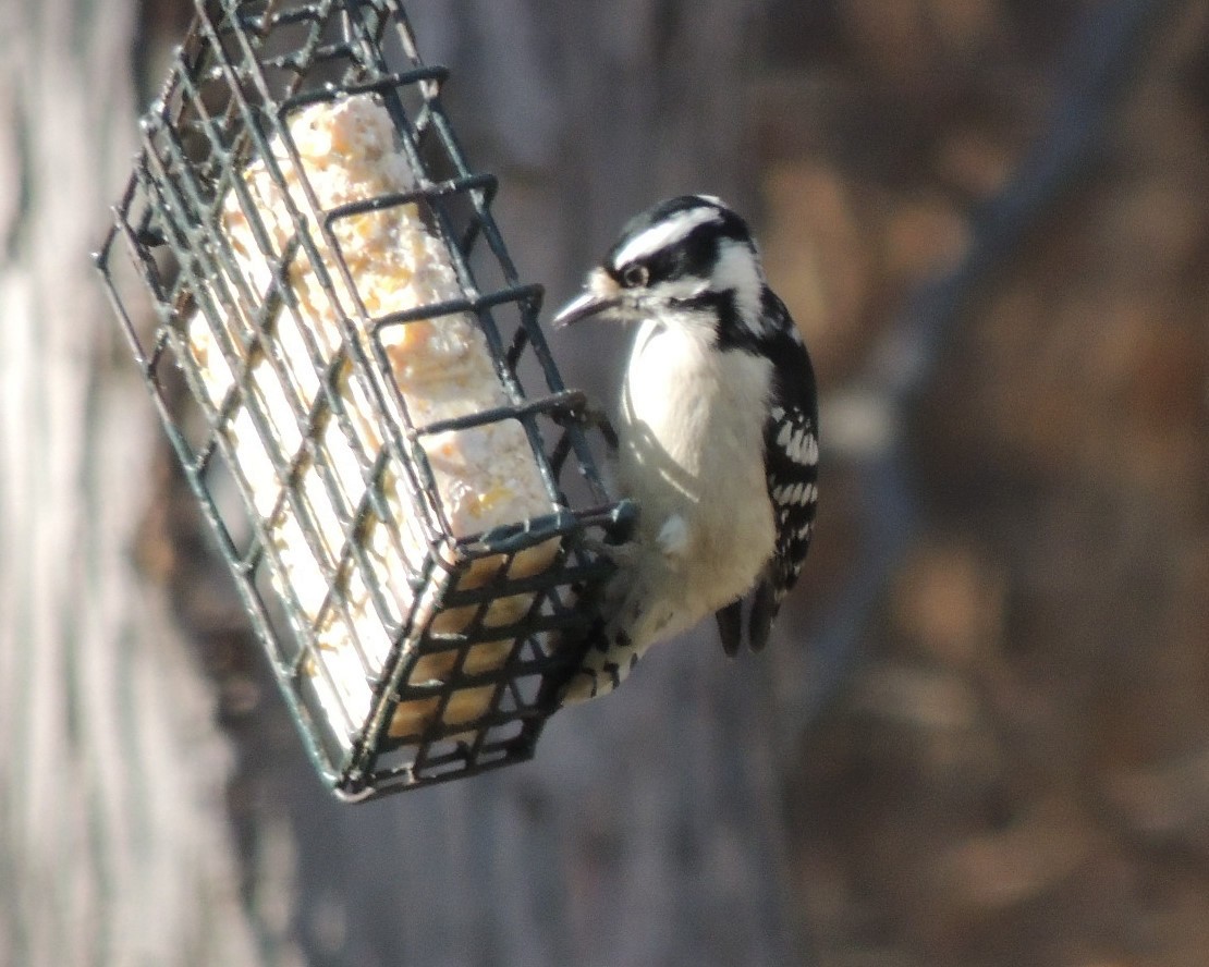 Дятел пухнастий - ML646761315