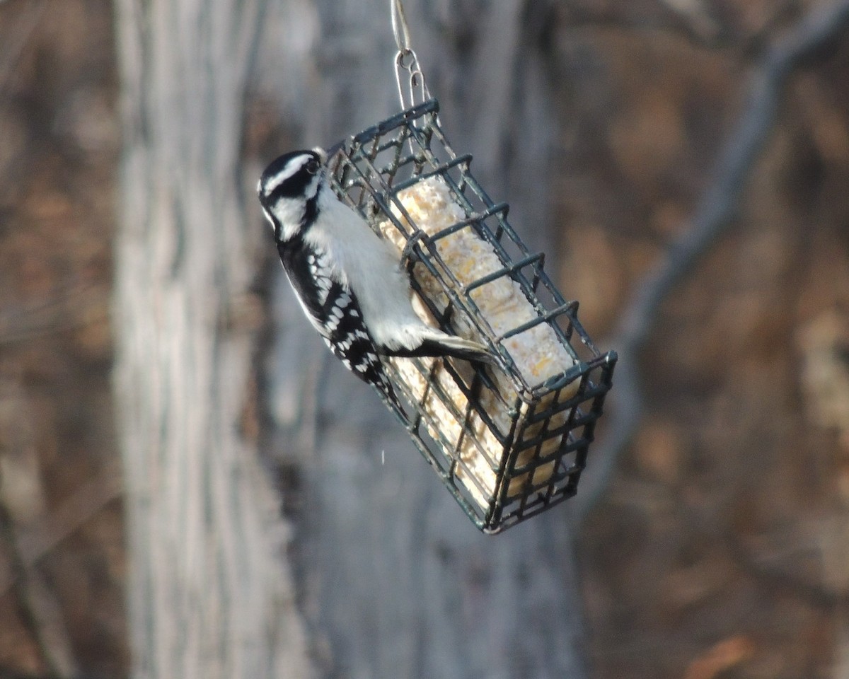 Дятел пухнастий - ML646761316