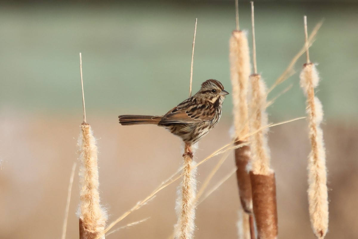Song Sparrow - ML646761320