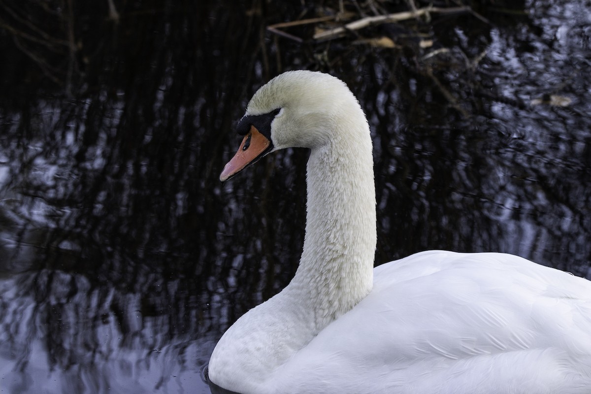Mute Swan - ML646761321
