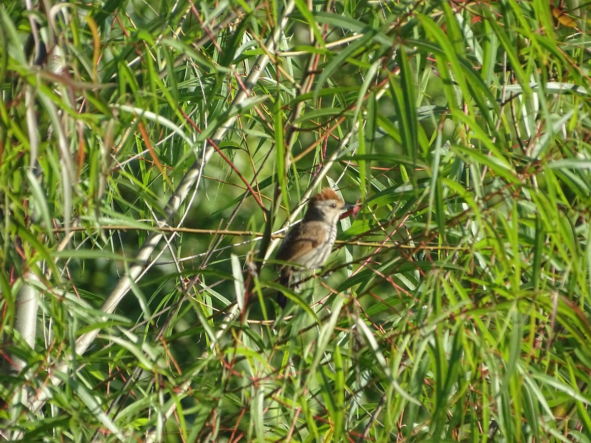Rufous-capped Antshrike - ML646761322