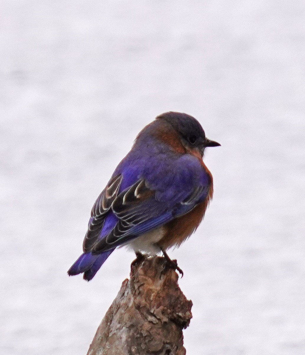 Блакитник східний - ML646761324