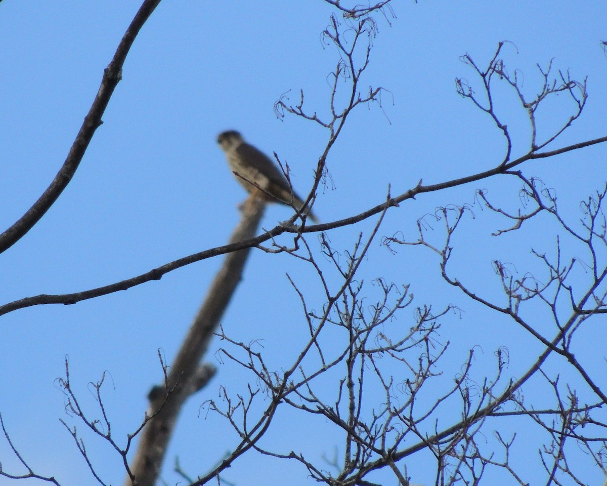 Підсоколик малий - ML646761326