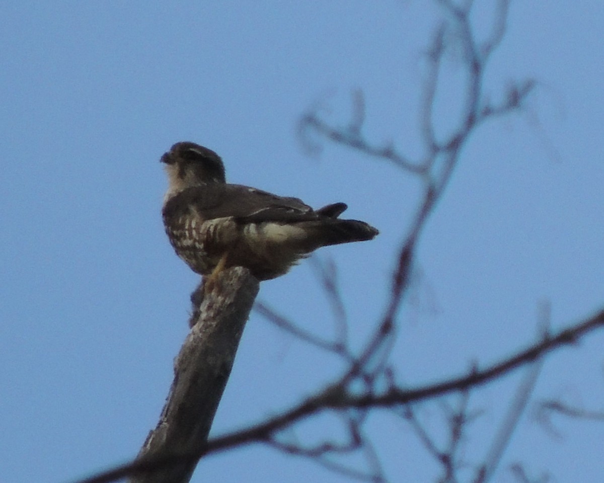 Підсоколик малий - ML646761327