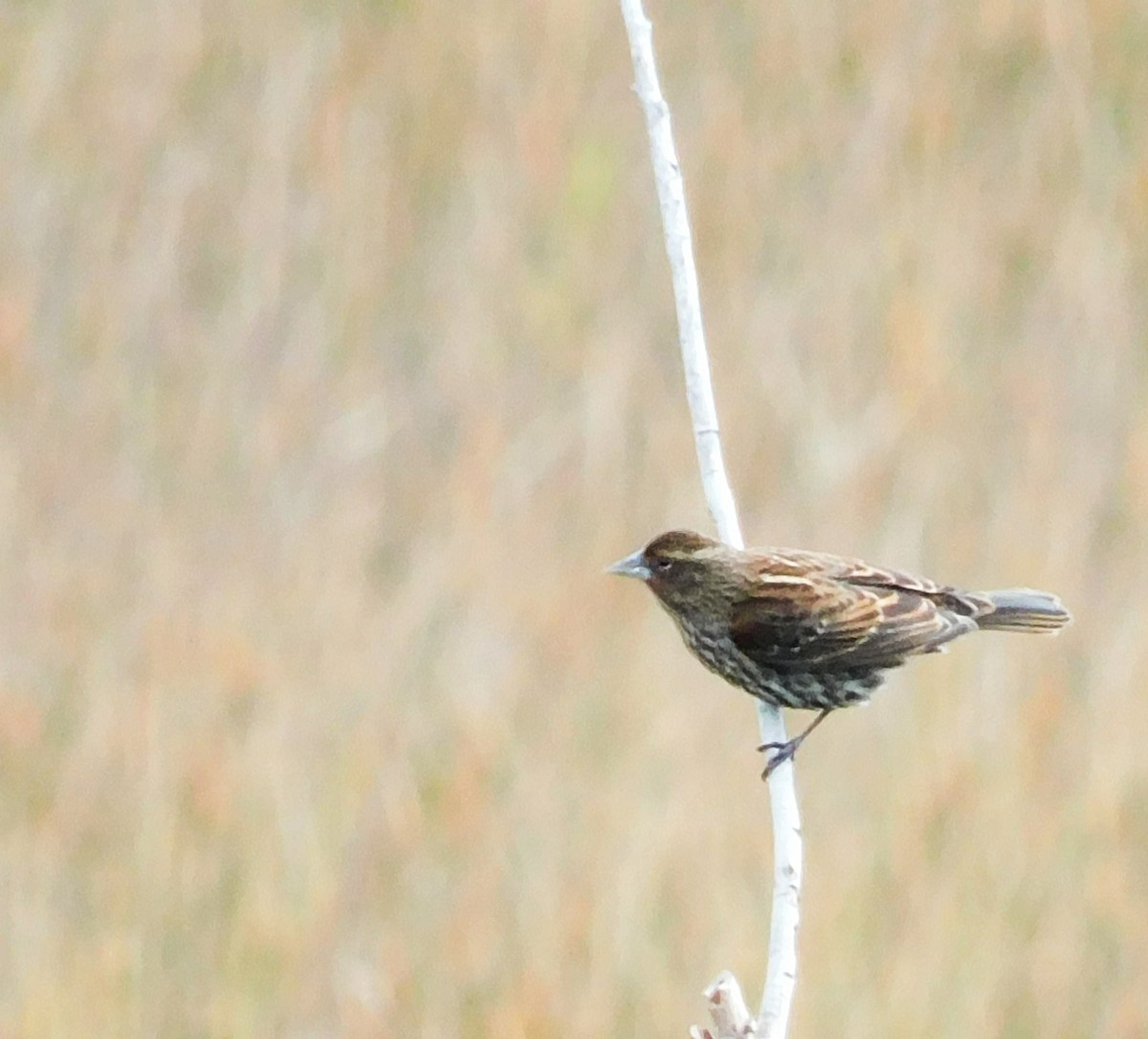 Red-winged Blackbird - ML646761328