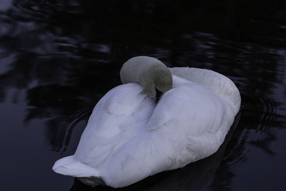 Mute Swan - ML646761330