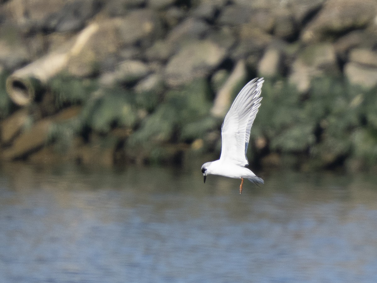 Forster's Tern - ML646761333