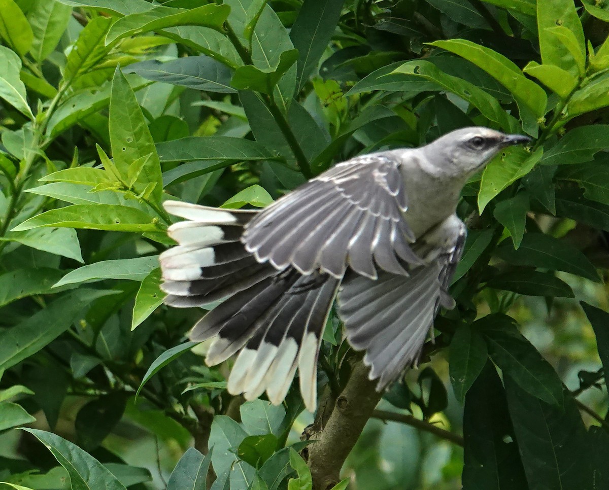 Tropikal Taklitçi - ML646761334