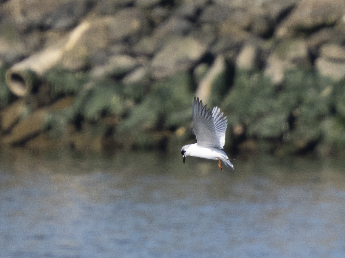 Forster's Tern - ML646761335