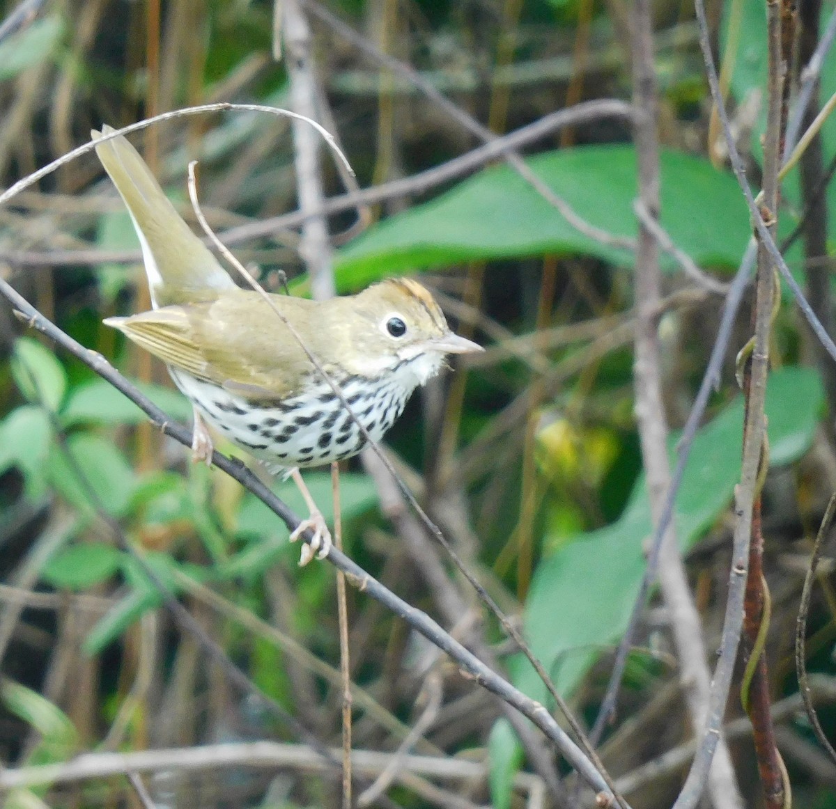 Ovenbird - ML646761336