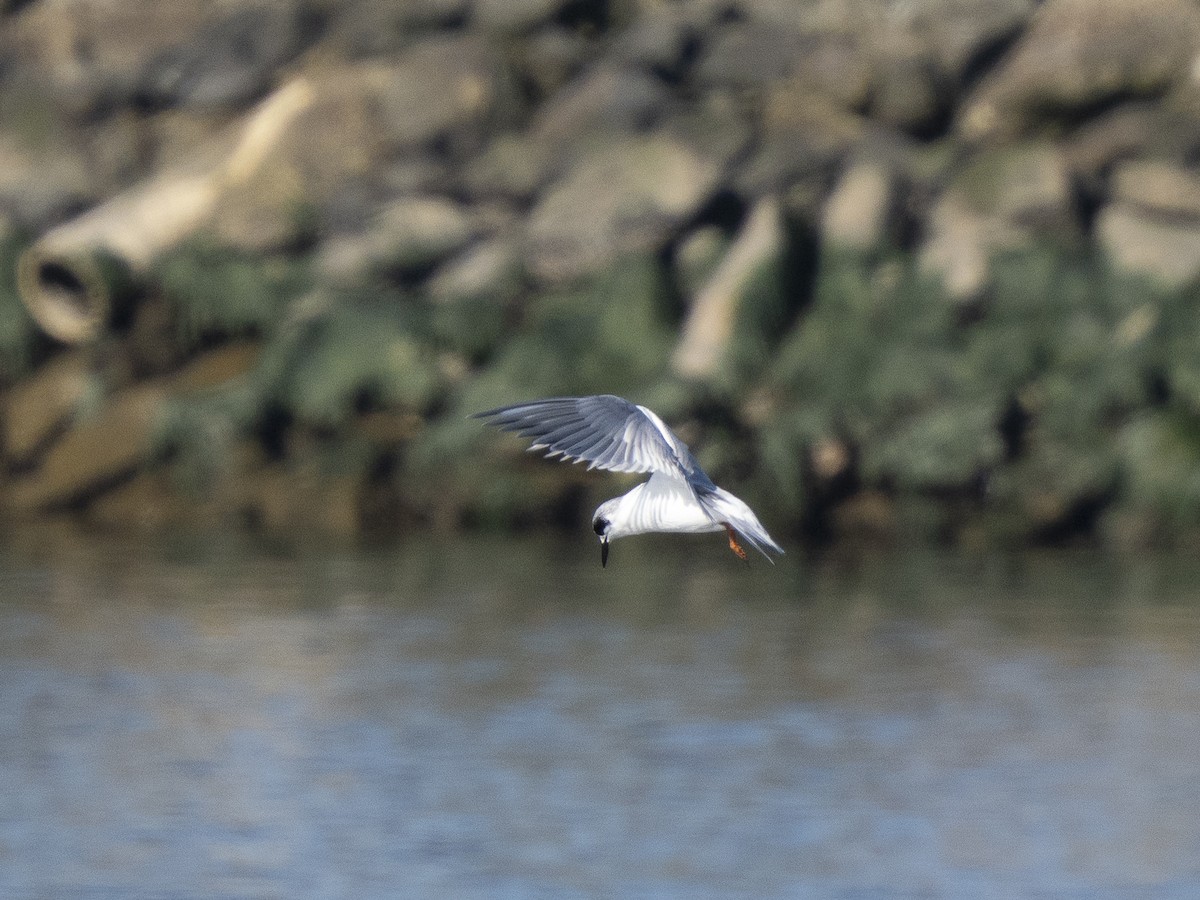 Forster's Tern - ML646761338