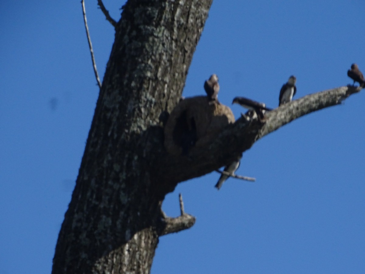 Brown-chested Martin - ML646761339