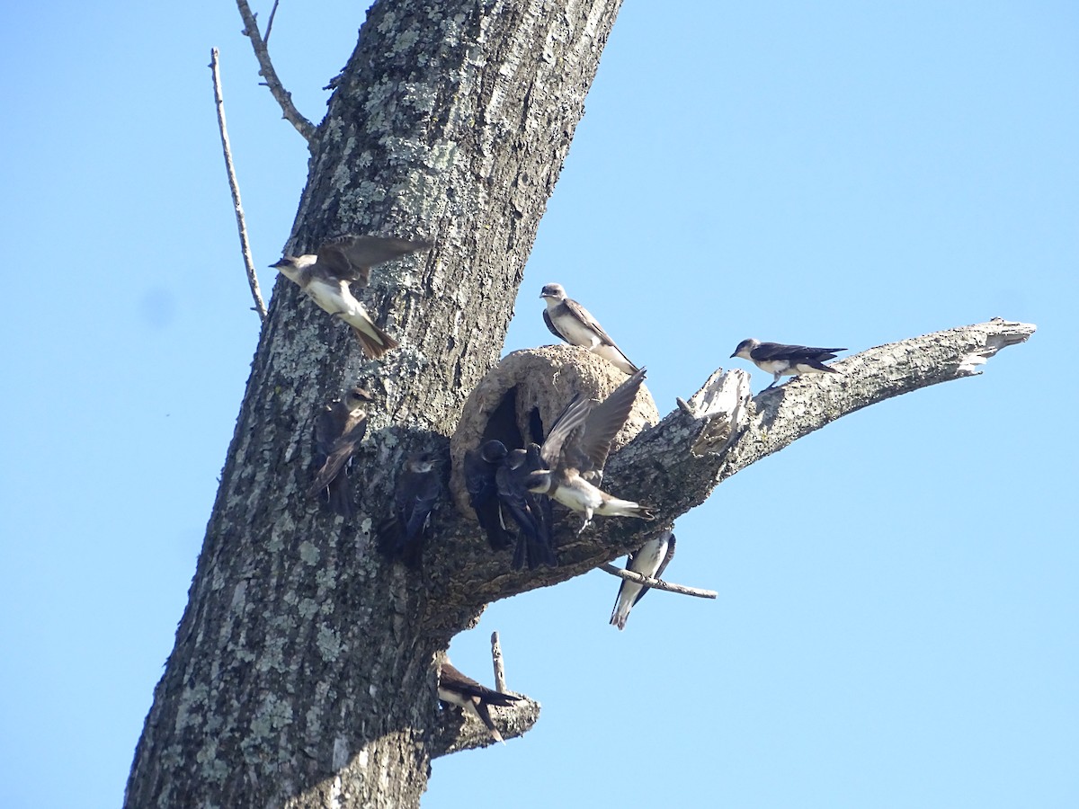 Brown-chested Martin - ML646761340