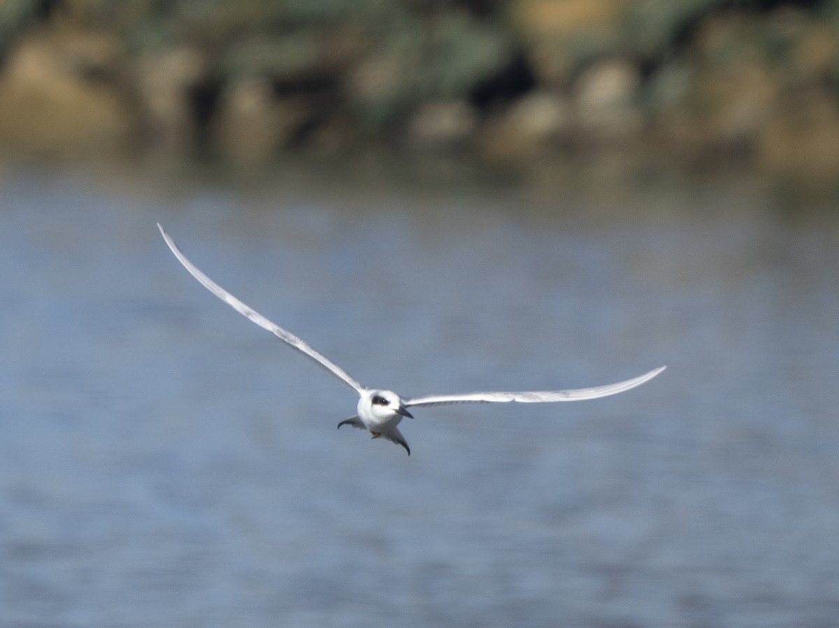 Forster's Tern - ML646761341