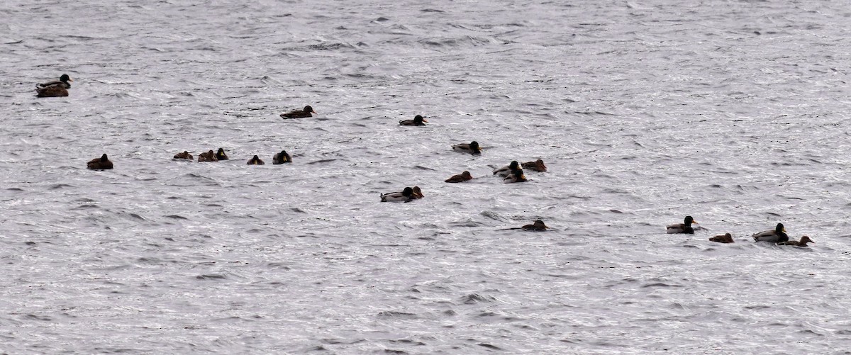 Крижень звичайний - ML646761342