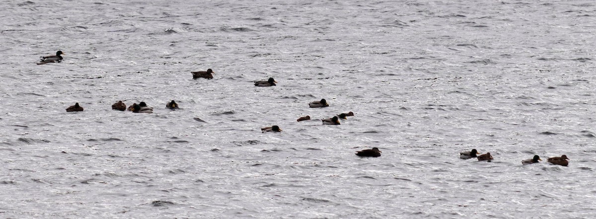 Крижень звичайний - ML646761343