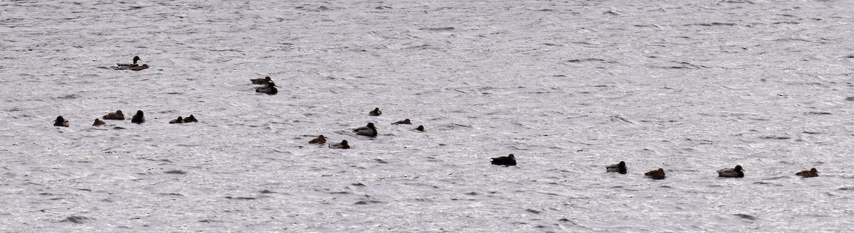 Крижень звичайний - ML646761344