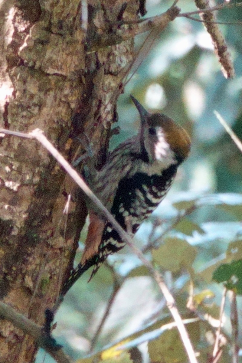 Brown-fronted Woodpecker - ML646761353