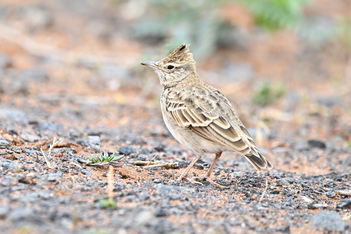 Crested Lark - ML646761354