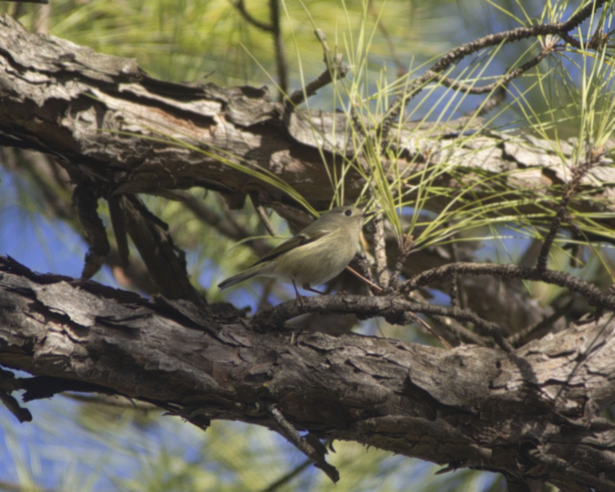 Ruby-crowned Kinglet - ML646761355