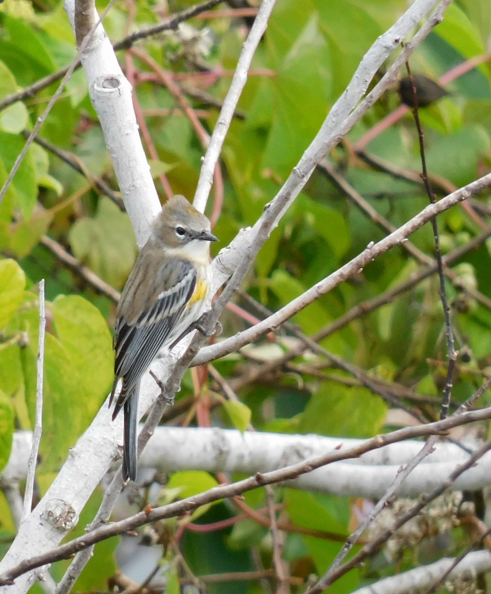 Yellow-rumped Warbler - ML646761356