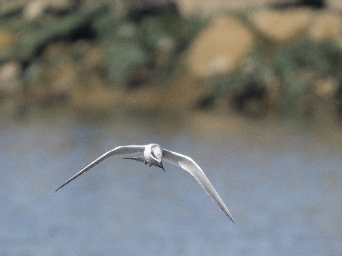 Forster's Tern - ML646761357