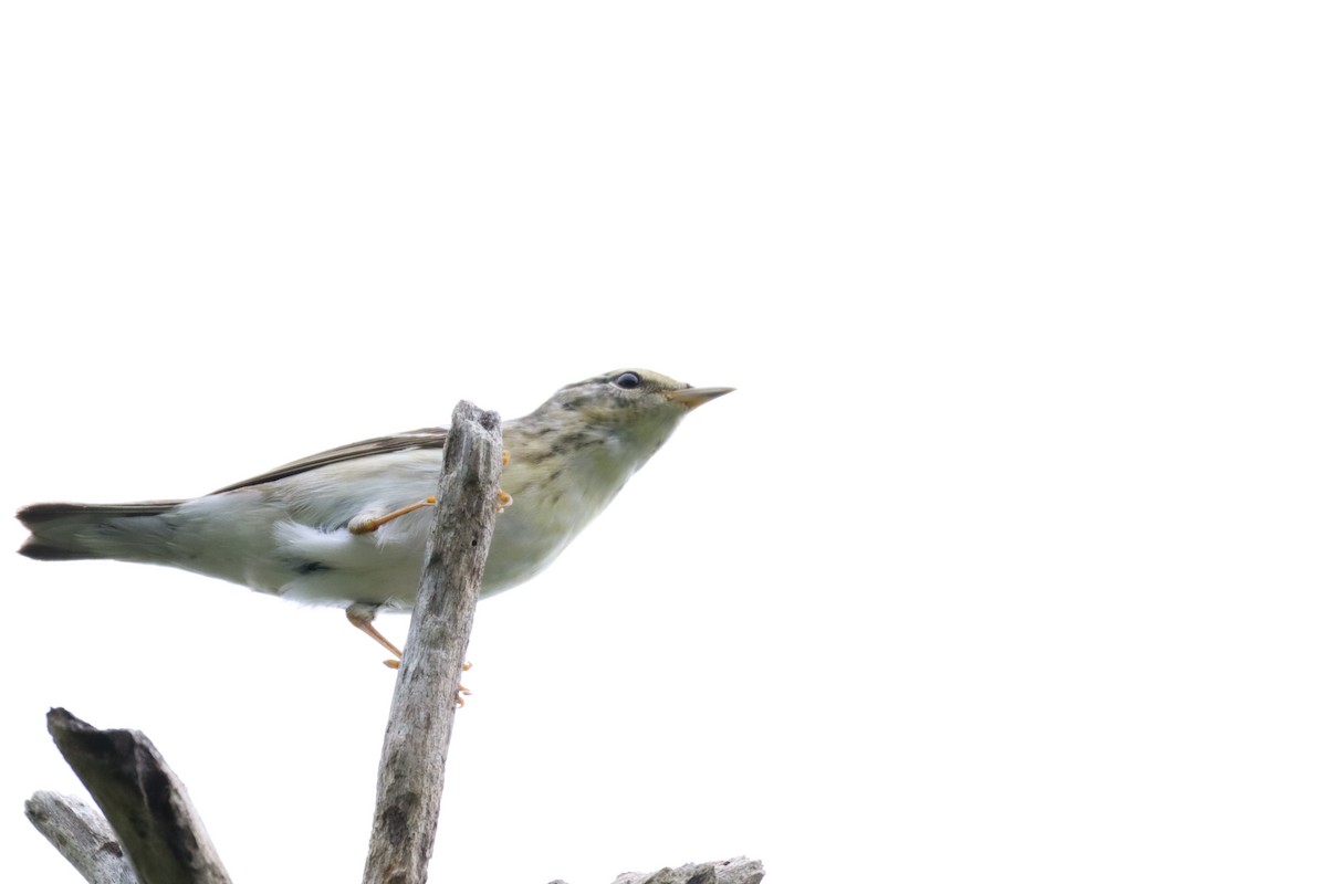 Blackpoll Warbler - ML646761358