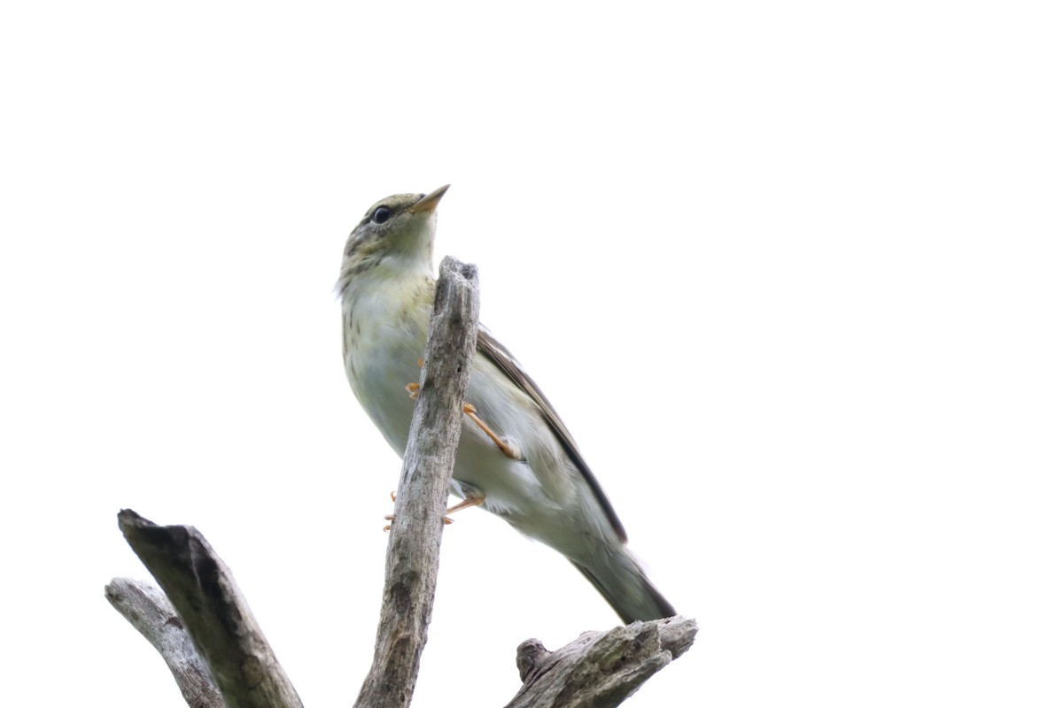 Blackpoll Warbler - ML646761359