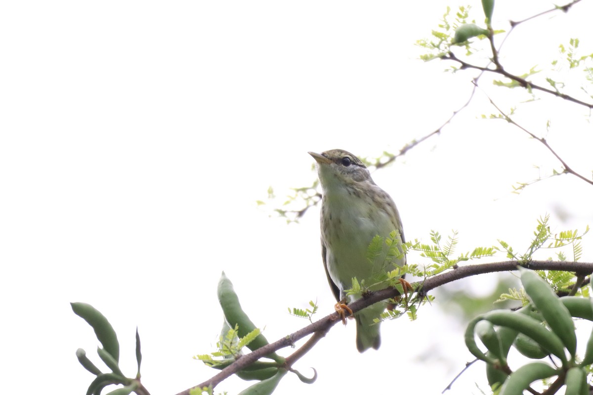 Blackpoll Warbler - ML646761361