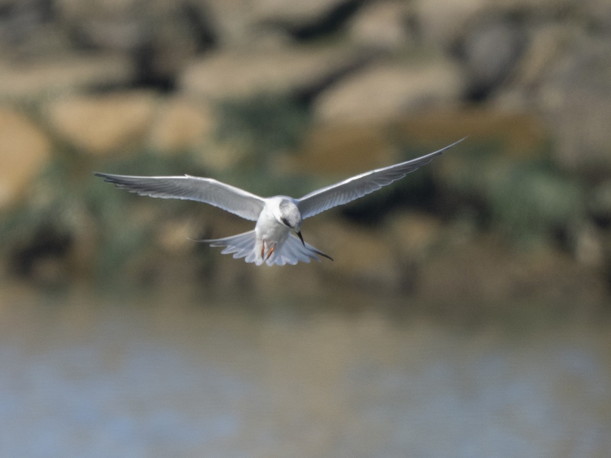 Forster's Tern - ML646761363