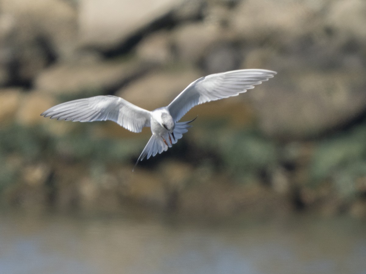 Forster's Tern - ML646761364