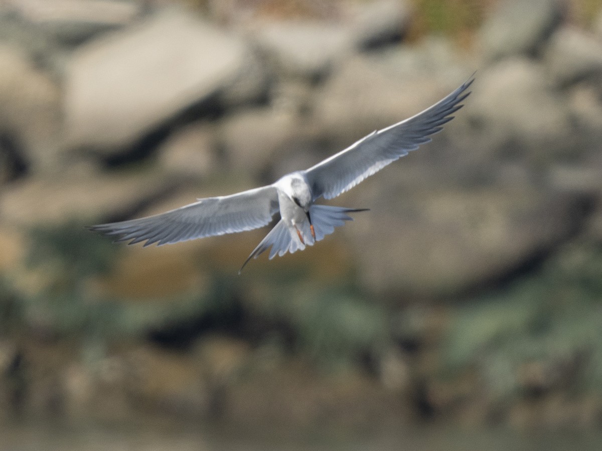 Forster's Tern - ML646761369