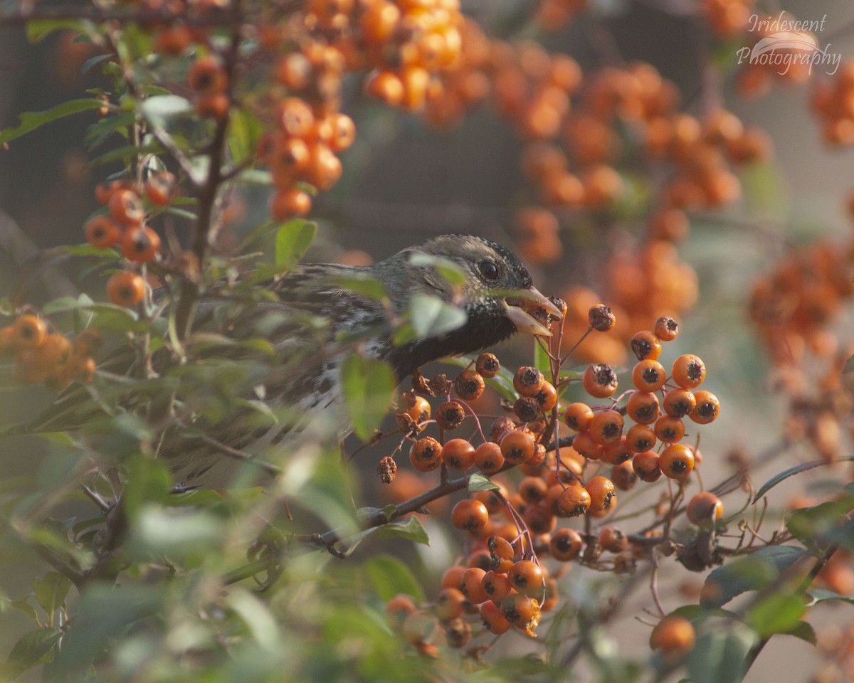 Harris's Sparrow - ML646761370