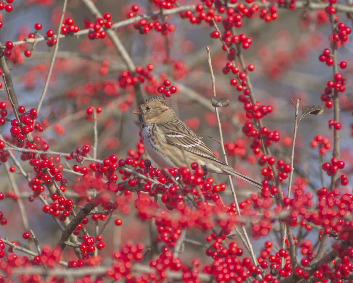 Harris's Sparrow - ML646761371