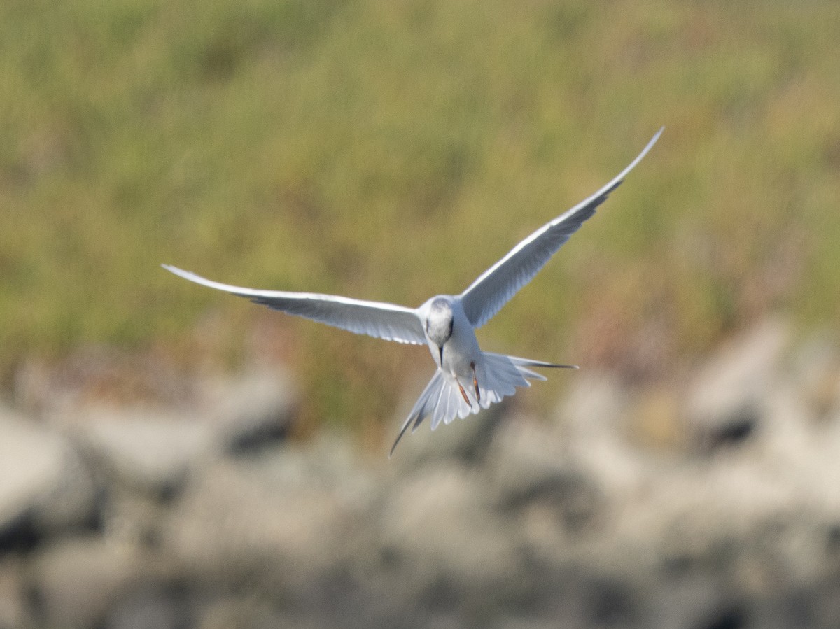 Forster's Tern - ML646761372
