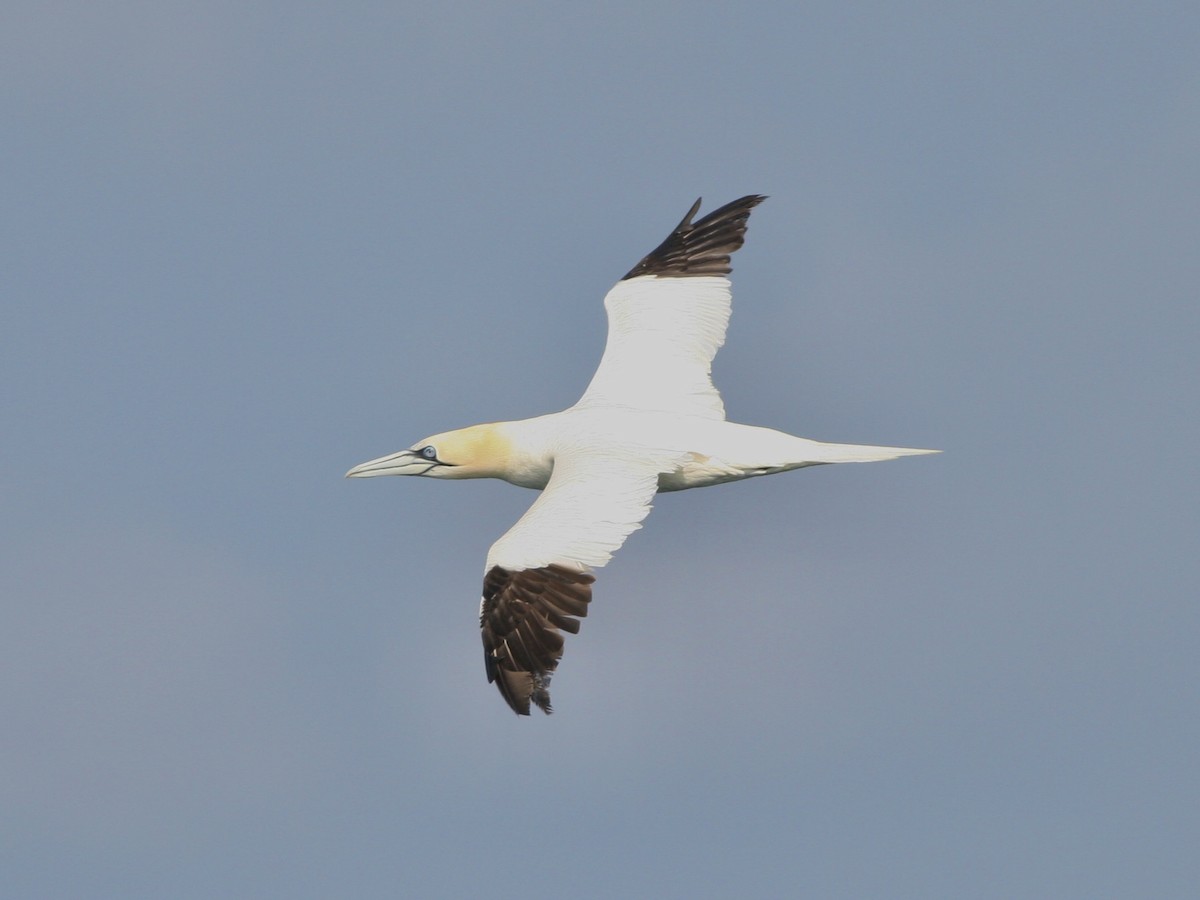 Northern Gannet - ML646761373