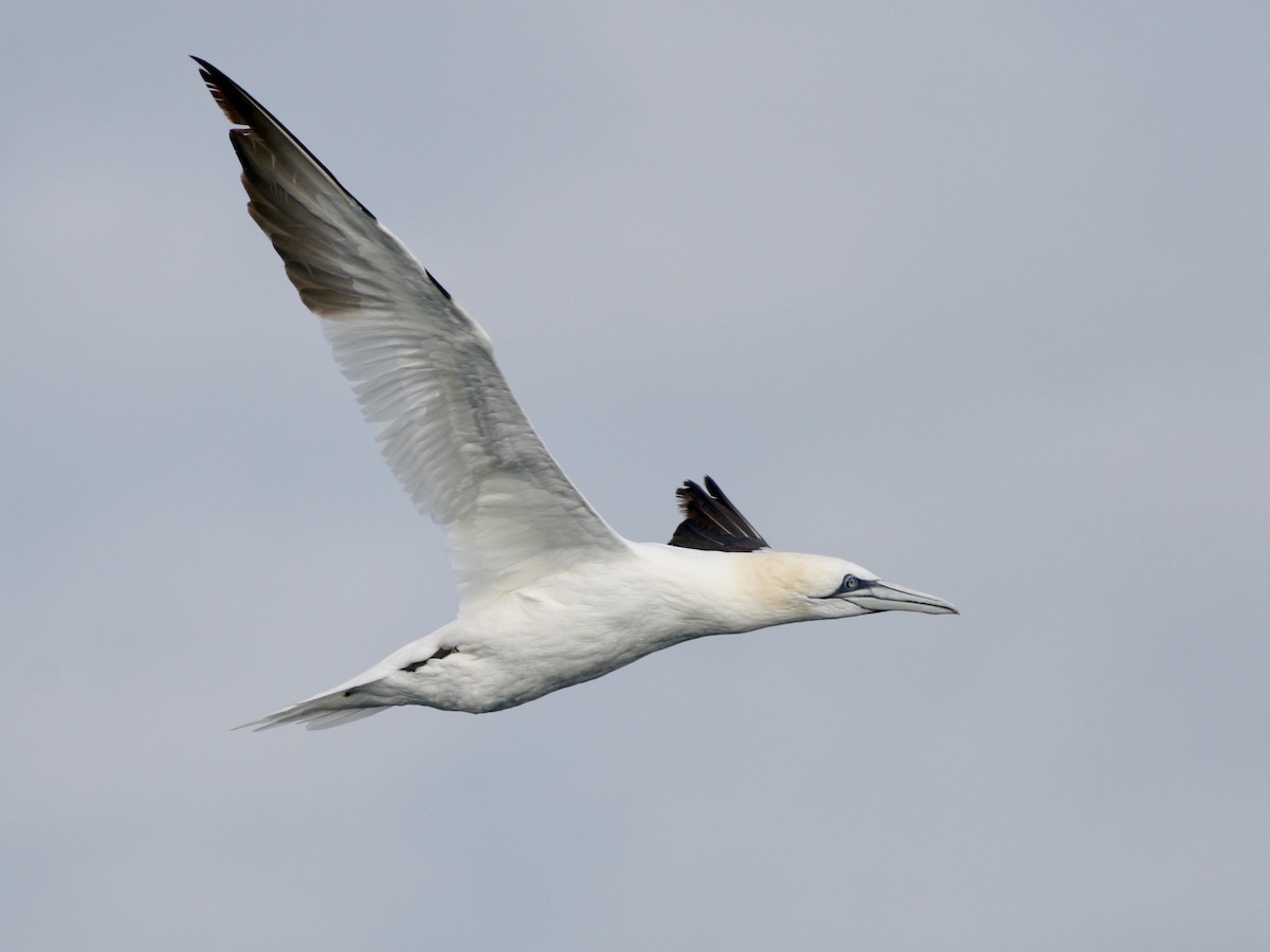 Northern Gannet - ML646761374