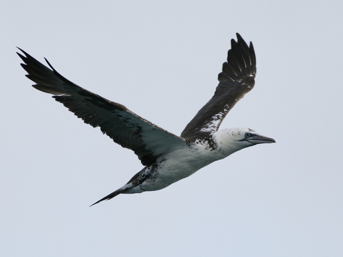 Northern Gannet - ML646761375