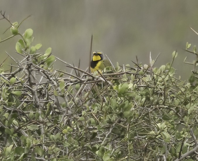 Bokmakierie (Southern) - ML646761378