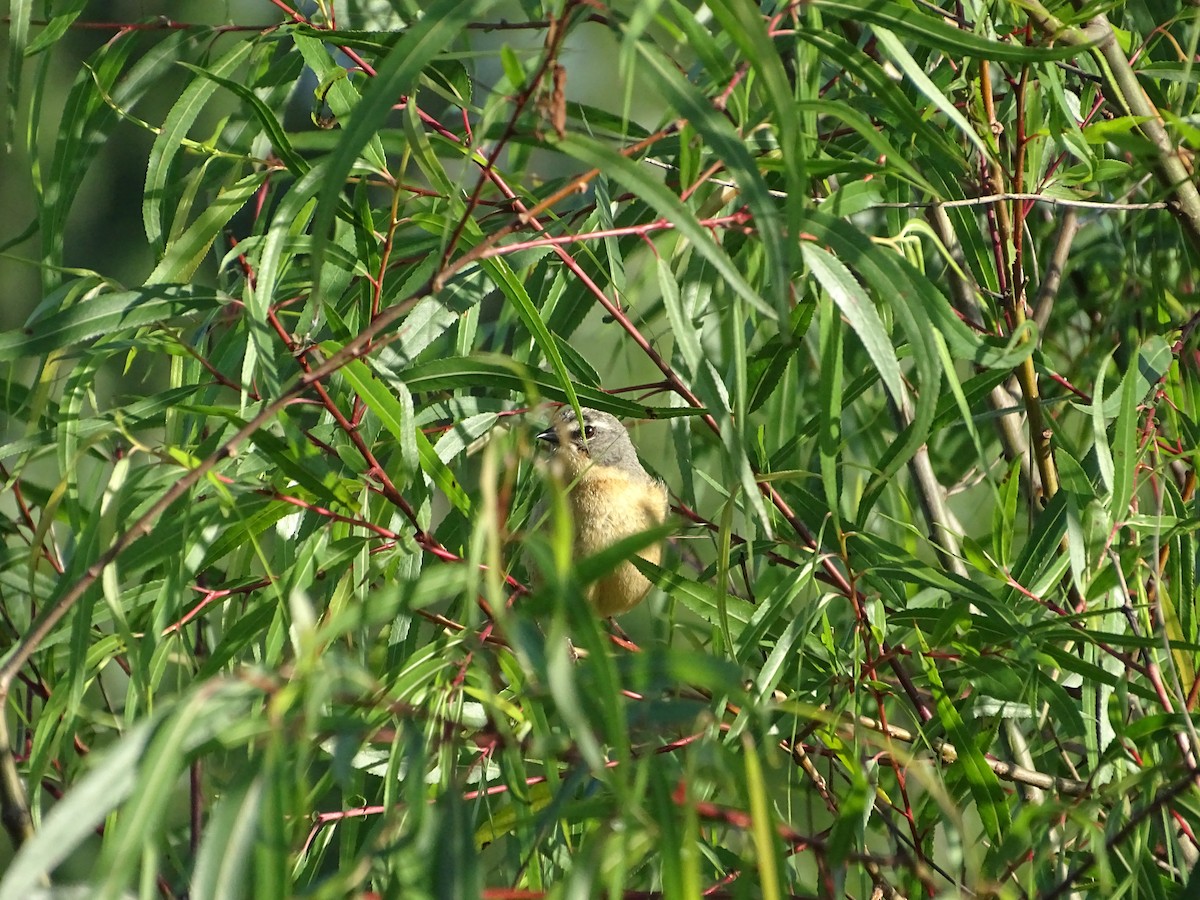Long-tailed Reed Finch - ML646761382