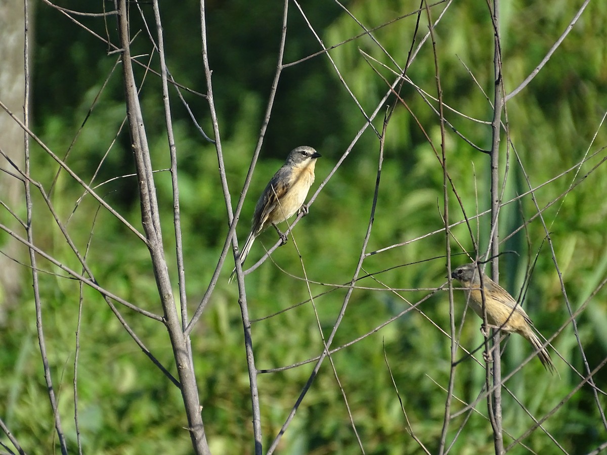 Long-tailed Reed Finch - ML646761383