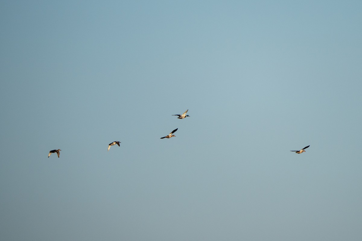 マガモ - ML646761385