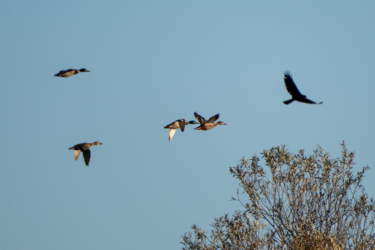 マガモ - ML646761387