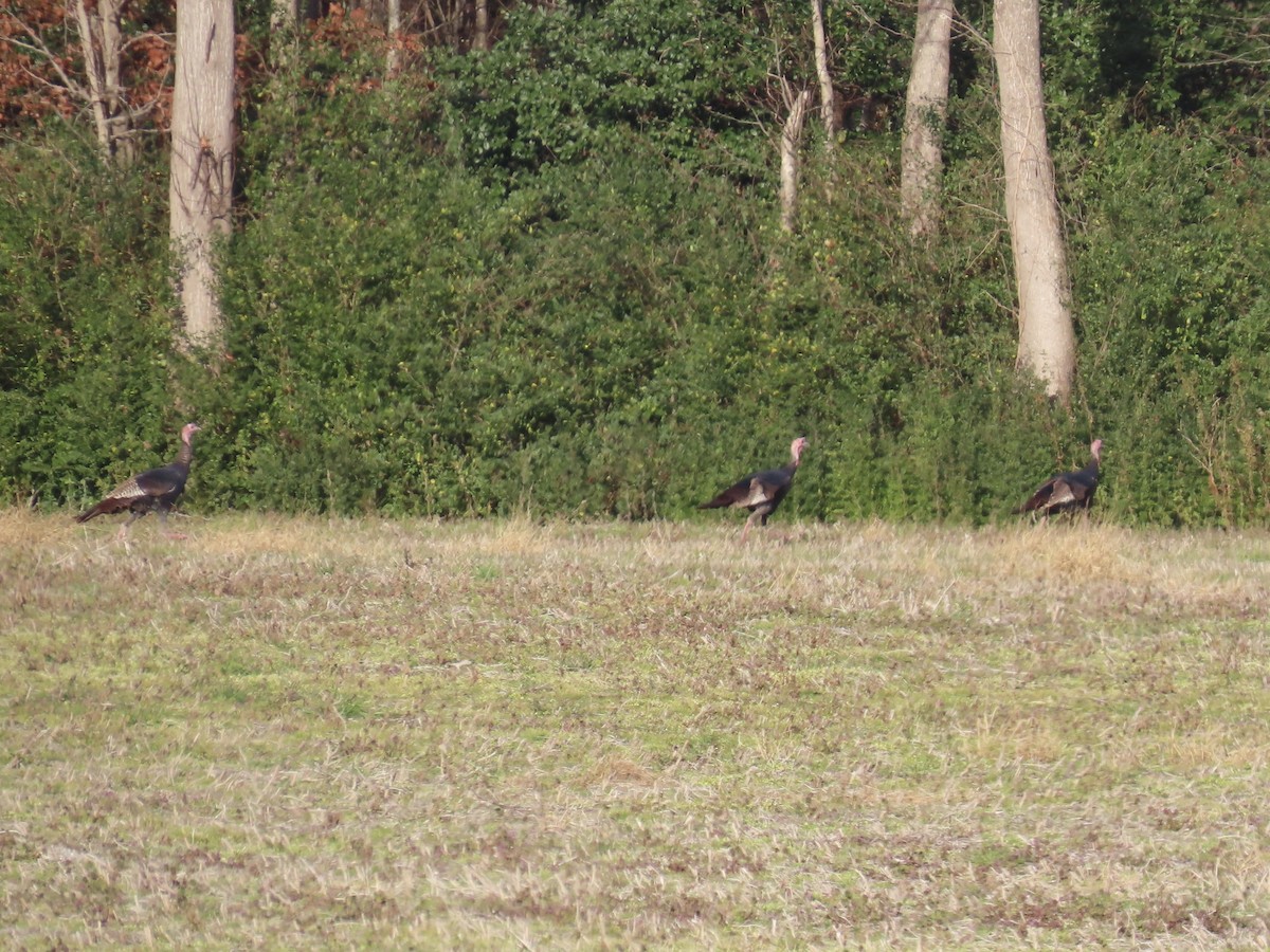 Wild Turkey - ML646761389