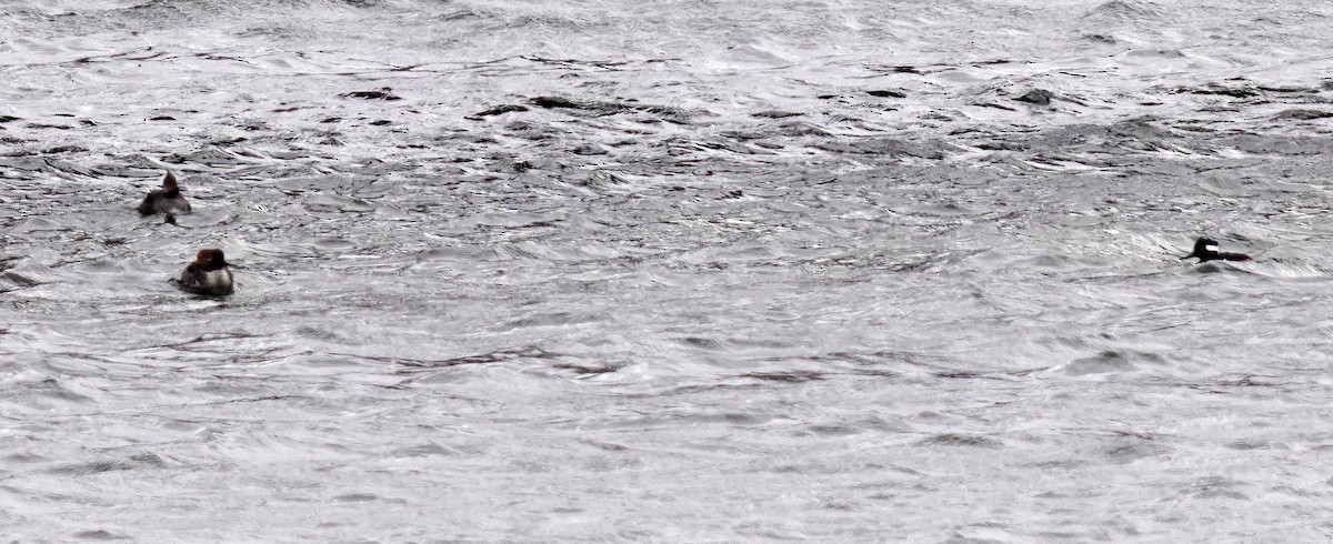 Крех жовтоокий - ML646761390