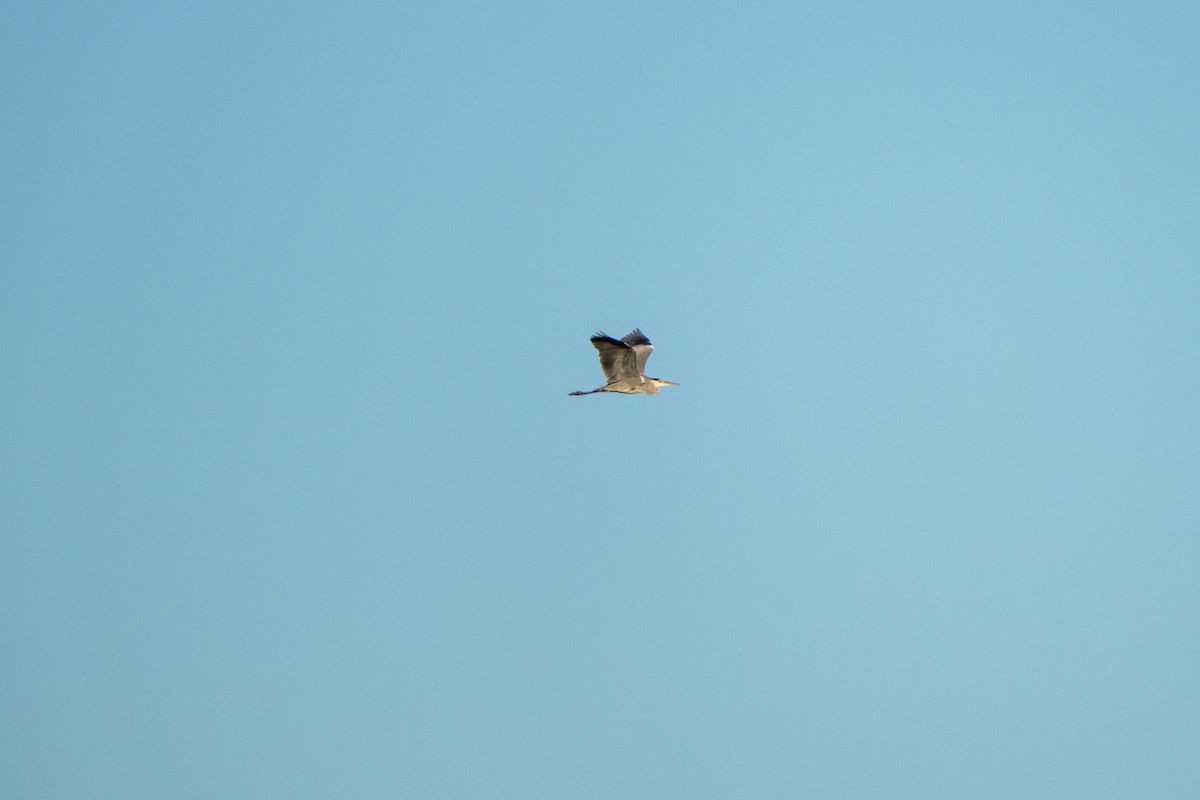 アオサギ - ML646761391